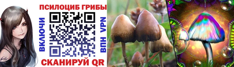 Псилоцибиновые грибы Cubensis  сколько стоит  Снежногорск 